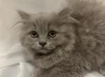 Teddy - British Shorthair Kitten For Sale - Tannersville&comma; NY&comma; US
