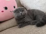 Scottish fold pretty boy blue color - Scottish Fold Kitten For Sale - Davenport&comma; FL&comma; US