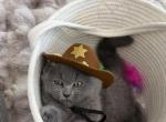 Scottish fold teddy bear - Scottish Fold Kitten For Sale - Davenport&comma; FL&comma; US