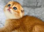 Scottish Fold Golden Young Male - Scottish Fold Kitten For Sale - 