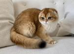 Scottish Fold Golden Male - Scottish Fold Cat For Sale - 