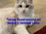 OCTOBER LITTER COMING SOON - Ragdoll Kitten For Sale - 