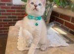 Beautiful Siamese Kittens - Siamese Kitten For Sale - 