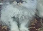 ABIGAIL - Persian Kitten For Sale - Sumner&comma; WA&comma; US