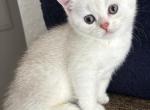 Prinz - Scottish Straight Kitten For Sale - 