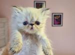 Marshmello - Persian Kitten For Sale - Hagerstown&comma; MD&comma; US