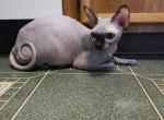 Sphynx male - Sphynx Cat For Sale - Hagerstown&comma; MD&comma; US