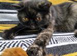 Mary - Exotic Cat For Sale/Retired Breeding - Bonita Springs&comma; FL&comma; US