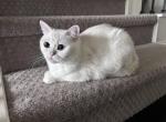 Cotton - British Shorthair Cat For Adoption - Richmond&comma; TX&comma; US