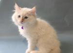 Snowball Siberian Sphynx and Domestic mixed breed - Siberian Kitten For Sale - Chandler&comma; AZ&comma; US