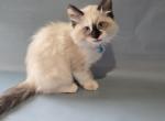 SHELBY siberian sphynx domestic mixed breed - Siberian Kitten For Sale - 