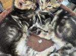 Aslan - Bengal Kitten For Sale - Galloway&comma; NJ&comma; US