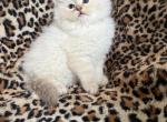 Chocolate lynx female - Ragdoll Kitten For Sale - Butler&comma; PA&comma; US