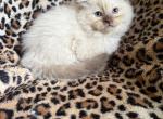 Chocolate mink male - Ragdoll Kitten For Sale - Butler&comma; PA&comma; US