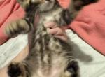 Freya - Bengal Kitten For Sale - Galloway&comma; NJ&comma; US