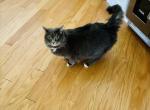 Luna - Maine Coon Cat For Adoption - Dawsonville&comma; GA&comma; US