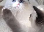 Beautiful babies - Ragdoll Kitten For Sale - Hiawatha&comma; IA&comma; US