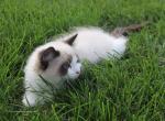 Jingle - Ragdoll Kitten For Sale - Lebanon&comma; PA&comma; US