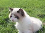 Jingle - Ragdoll Kitten For Sale - Lebanon&comma; PA&comma; US
