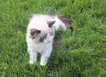Jingle - Ragdoll Kitten For Sale - Lebanon&comma; PA&comma; US