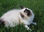 Davey - Ragdoll Kitten For Sale - Lebanon&comma; PA&comma; US