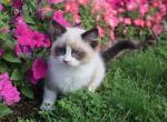 Davey - Ragdoll Kitten For Sale - Lebanon&comma; PA&comma; US