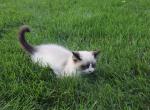 Davey - Ragdoll Kitten For Sale - Lebanon&comma; PA&comma; US