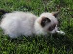Davey - Ragdoll Kitten For Sale - Lebanon&comma; PA&comma; US