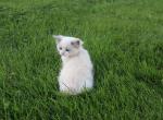 Lexi - Ragdoll Kitten For Sale - 