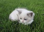 Lexi - Ragdoll Kitten For Sale - Lebanon&comma; PA&comma; US