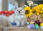 kitten light purple - Siberian Kitten For Sale - 