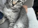 Romeo silver Bengal highlander - Bengal Kitten For Sale - Galloway&comma; NJ&comma; US