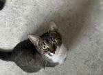 Musya - American Shorthair Cat For Sale - West Springfield&comma; MA&comma; US