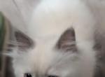 Emma Blue point - Ragdoll Kitten For Sale - Fountain&comma; CO&comma; US