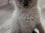 Elliot Sepia Mink - Ragdoll Kitten For Sale - Fountain&comma; CO&comma; US