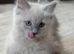 Evie Blue - Ragdoll Kitten For Sale - Fountain&comma; CO&comma; US