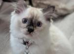 Julia - Ragdoll Kitten For Sale - Fountain&comma; CO&comma; US