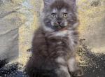 The Boudicca Bunch - Maine Coon Kitten For Sale - Winter Haven&comma; FL&comma; US