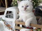Muffin - Ragdoll Kitten For Sale - 