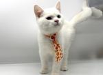 Litter Cc - Turkish Angora Kitten For Sale - Brooklyn&comma; NY&comma; US