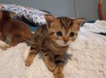 Abyssinian Mix  kittens - Abyssinian Kitten For Sale - Goldsboro&comma; NC&comma; US