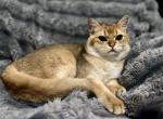 Simba and Kovo and Sarabi - Scottish Straight Kitten For Sale - PA&comma; US