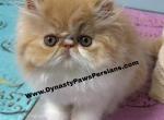 Tiger king Persian boy - Persian Kitten For Sale - 