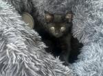 Scar - Bombay Kitten For Sale - Kissimmee&comma; FL&comma; US