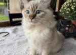 Clover - Ragdoll Kitten For Sale - FL&comma; US
