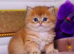 British Barneby - British Shorthair Kitten For Sale - Empire State&comma; NY&comma; US