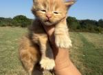 Garfield - Maine Coon Kitten For Sale - Locust Grove&comma; OK&comma; US