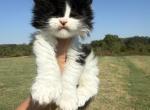 Ralph polydactyl - Maine Coon Kitten For Sale - Locust Grove&comma; OK&comma; US