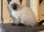 Lucky - Siamese Kitten For Sale - Conger&comma; IA&comma; US