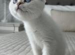 Ella - Scottish Fold Kitten For Sale - 